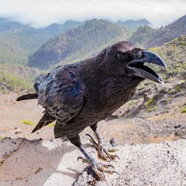 Book Review: Are We Smart Enough to Know How Smart Animals Are?